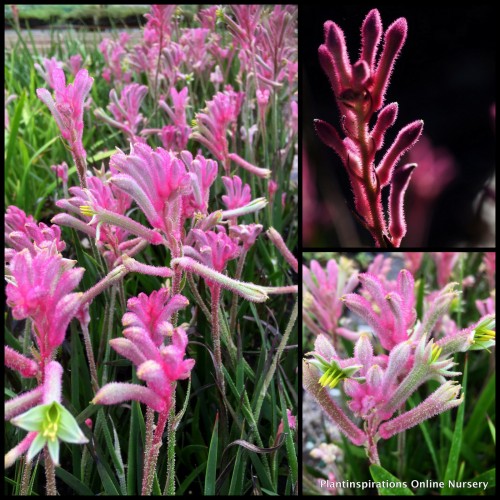 Kangaroo Paw Pink Beauty 1 Plants Anigozanthos Native Flowering Grasses